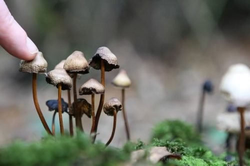 Magic Mushrooms Facts On Accidental Eating